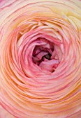 CLOSE UP OF THE CENTRE OF A PALE PINK AND YELLOW RANUNCULUS