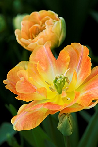 DOUBLE_LATE_TULIP_CHARMING_BEAUTY