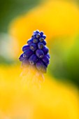 CLOSE UP IMAGE OF THE BLUE FLOWER OF MUSCARI ARMENIACUM AGAINST A YELLOW BACKGROUND