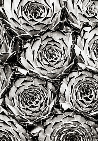 BLACK_AND_WHITE_TONED_IMAGE_OF_SEMPERVIVUM_COLLECTEUR_ANCHISI_SUCCULENT__GREEN__PATTERN