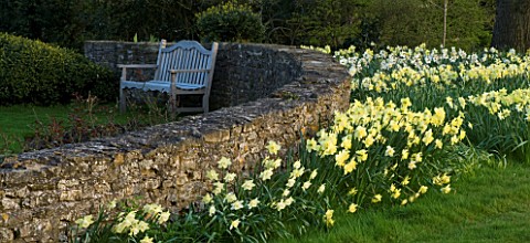 THE_OLD_RECTORY__HASELBECH__NORTHAMPTONSHIRE_DAFFODILS__NARCISSUS_BINKIE_AND_BARLEYTHORPE_IN_SPRING_