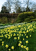 THE OLD RECTORY  HASELBECH  NORTHAMPTONSHIRE: DAFFODILS- NARCISSUS LAS VEGAS GROWING ON GRASS SLOPE WITH CLOUD PRUNED BOX HEDGING BEHIND.  EVENING LIGHT