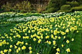 THE OLD RECTORY  HASELBECH  NORTHAMPTONSHIRE: DAFFODILS- NARCISSUS LAS VEGAS GROWING ON GRASS SLOPE WITH CLOUD PRUNED BOX HEDGING BEHIND.  EVENING LIGHT