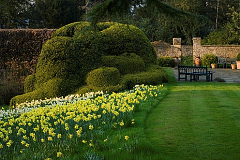 THE_OLD_RECTORY__HASELBECH__NORTHAMPTONSHIRE_DAFFODILS_NARCISSUS_LAS_VEGAS_GROWING_ON_GRASS_SLOPE_WI