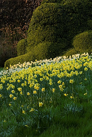 THE_OLD_RECTORY__HASELBECH__NORTHAMPTONSHIRE_DAFFODILS_NARCISSUS_LAS_VEGAS_GROWING_ON_GRASS_SLOPE_WI