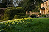 THE OLD RECTORY  HASELBECH  NORTHAMPTONSHIRE: DAFFODILS  (NARCISSI) GROWING ON A SLOPE WITH CLOUD PRUNED BOX AND THE RECTORY. EVENING LIGHT