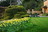 THE OLD RECTORY  HASELBECH  NORTHAMPTONSHIRE: DAFFODILS  (NARCISSI) GROWING ON A SLOPE WITH CLOUD PRUNED BOX AND THE RECTORY. EVENING LIGHT