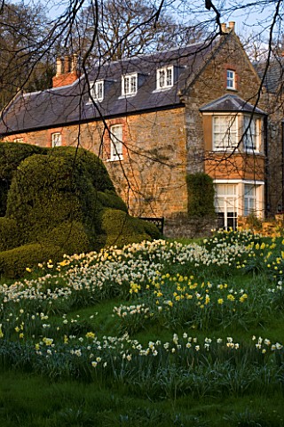 THE_OLD_RECTORY__HASELBECH__NORTHAMPTONSHIRE_DAFFODILS__NARCISSI_GROWING_ON_A_SLOPE_WITH_CLOUD_PRUNE