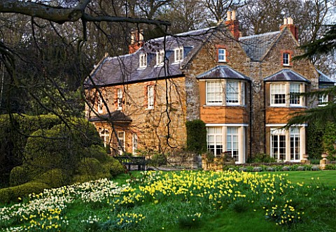 THE_OLD_RECTORY__HASELBECH__NORTHAMPTONSHIRE_DAFFODILS__NARCISSI_GROWING_ON_A_SLOPE_WITH_CLOUD_PRUNE