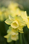 THE OLD RECTORY  HASELBECH  NORTHAMPTONSHIRE: CLOSE UP OF NARCISSUS BARLEYTHORPE