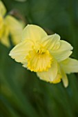 THE OLD RECTORY  HASELBECH  NORTHAMPTONSHIRE: CLOSE UP OF NARCISSUS BINKIE