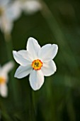 THE OLD RECTORY  HASELBECH  NORTHAMPTONSHIRE: CLOSE UP OF NARCISSUS ACTAEA