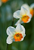 THE OLD RECTORY  HASELBECH  NORTHAMPTONSHIRE: CLOSE UP OF NARCISSUS VERGER
