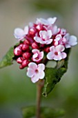 THE OLD RECTORY  HASELBECH  NORTHAMPTONSHIRE: CLOSE UP OF PINK SPRING FLOWERS OF VIBURNUM CARLESII. SCENTED
