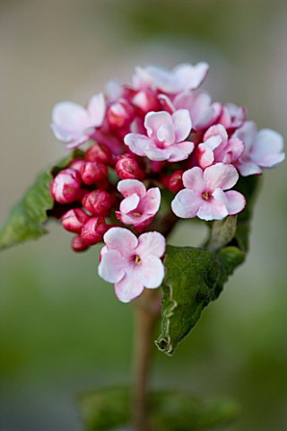 THE_OLD_RECTORY__HASELBECH__NORTHAMPTONSHIRE_CLOSE_UP_OF_PINK_SPRING_FLOWERS_OF_VIBURNUM_CARLESII_SC