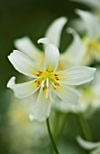 CLOSE UP OF THE WHITE FLOWER OF ERYTHRONIUM CALIFORNICUM WHITE BEAUTY. SPRING. ADDERS TONGUE. SHADE