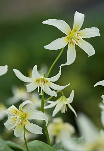 CLOSE_UP_OF_THE_WHITE_FLOWER_OF_ERYTHRONIUM_CALIFORNICUM_WHITE_BEAUTY_SPRING_ADDERS_TONGUE_SHADE