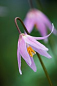 CLOSE UP OF THE PALE PINK FLOWERS OF ERYTHRONIUM HARVINGTON WILD SALMON NEW SELECTION. SPRING  SHADE