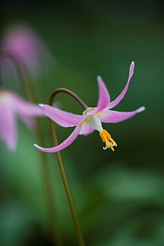 CLOSE_UP_OF_THE_PALE_PINK_FLOWERS_OF_ERYTHRONIUM_HARVINGTON_WILD_SALMON_NEW_SELECTION_SPRING__SHADE