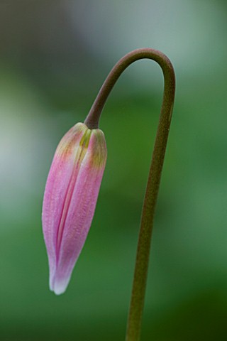 CLOSE_UP_OF_THE_PALE_PINK_EMERGING_BUD_OF_ERYTHRONIUM_HARVINGTON_WILD_SALMON_NEW_SELECTION_SPRING__S