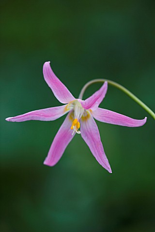CLOSE_UP_OF_THE_PALE_PINK_FLOWERS_OF_ERYTHRONIUM_HARVINGTON_WILD_SALMON_NEW_SELECTION_SPRING__SHADE