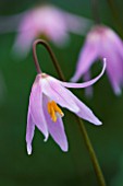 CLOSE UP OF THE PALE PINK FLOWERS OF ERYTHRONIUM HARVINGTON WILD SALMON NEW SELECTION. SPRING  SHADE