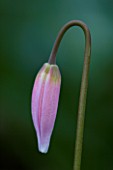 CLOSE UP OF THE PALE PINK EMERGING BUD OF ERYTHRONIUM HARVINGTON WILD SALMON NEW SELECTION. SPRING  SHADE