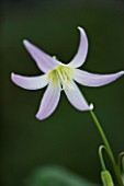 CLOSE UP OF THE PALE PINK AND GREEN  FLOWER OF ERYTHRONIUM HIDCOTE. SPRING. SHADE