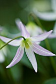 CLOSE UP OF THE PALE PINK AND GREEN  FLOWER OF ERYTHRONIUM HIDCOTE. SPRING. SHADE