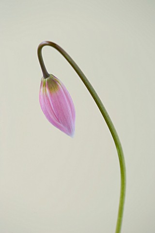 CLOSE_UP_OF_THE_EMERGING_BUD_OF_ERYTHRONIUM_HARVINGTON_WILD_SALMON_NEW_SELECTION