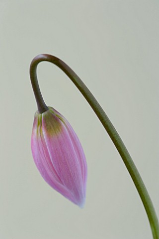 CLOSE_UP_OF_THE_EMERGING_BUD_OF_ERYTHRONIUM_HARVINGTON_WILD_SALMON_NEW_SELECTION