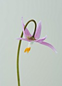 CLOSE UP OF THE PINK FLOWER OF ERYTHRONIUM HARVINGTON WILD SALMON NEW SELECTION