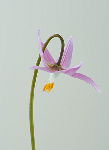 CLOSE_UP_OF_THE_PINK_FLOWER_OF_ERYTHRONIUM_HARVINGTON_WILD_SALMON_NEW_SELECTION