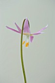 CLOSE UP OF THE PINK FLOWER OF ERYTHRONIUM HARVINGTON WILD SALMON NEW SELECTION
