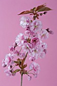 CLOSE UP OF FLOWERS OF PRUNUS KANZAN ON PINK BACKGROUND