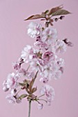 CLOSE UP OF FLOWERS OF PRUNUS KANZAN ON PINK BACKGROUND