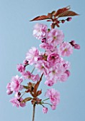 CLOSE UP OF FLOWERS OF PRUNUS KANZAN ON BLUE BACKGROUND