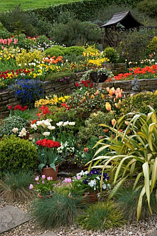 LITTLE_LARFORD__WORCESTERSHIRE_SPRING__VIEW_ACROSS_THE_GARDEN_WITH_A_PHORMIUM_AND_TULIPS_TO_A__WOODE