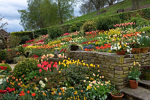 LITTLE_LARFORD__WORCESTERSHIRE_SPRING__VIEW_ACROSS_THE_GARDEN_WITH_A_STONE_WALL__STEPS__AND_TULIPS_S
