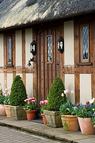 LITTLE_LARFORD__WORCESTERSHIRE_SPRING__THE_FRONT_DOOR_OF_THE_COTTAGE_WITH_CONTAINERS_OF_TULIPS_AND_C