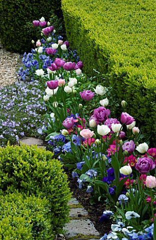 LITTLE_LARFORD__WORCESTERSHIRE_SPRING__MASSED_TULIPS_BESIDE_THE_FRONT_DRIVE_WITH_BOX_HEDGING