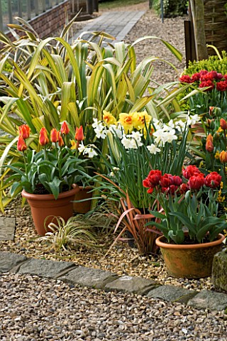 LITTLE_LARFORD__WORCESTERSHIRE_SPRING__GRAVEL_TERRACE_WITH_TULIPS__DAFFODILS_AND_PHORMIUM