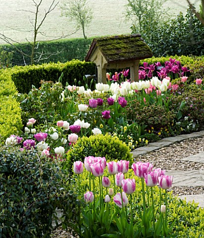 LITTLE_LARFORD__WORCESTERSHIRE_SPRING__PINK_AND_WHITE_TULIPS_BESIDE_BOX_HEDGE_AND_WELL