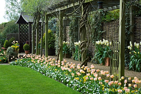 LITTLE_LARFORD__WORCESTERSHIRE_SPRING__PERGOLA_UNDERPLANTED_WITH_TULIPS_WITH_WOODEN_SEAT