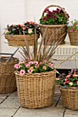 DESIGNERS SUE AYLETT AND GAY SEARCH: DISPLAY OF WICKER BASKET COTTAGE STYLE CONTAINERS ON METAL TABLE IN COURTYARD. IMPATIENS NEW GUINEA  PHORMIUM  OSTEOSPERMUMS  PELARGONIUM