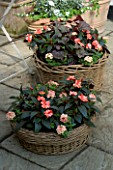 DESIGNERS SUE AYLETT AND GAY SEARCH: WICKER BASKET COTTAGE STYLE CONTAINERS IN COURTYARD PLANTED WITH IMPATIENS NEW GUINEA  AND HEUCHERA