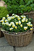 DESIGNERS SUE AYLETT AND GAY SEARCH: WICKER BASKET COTTAGE STYLE CONTAINERS IN COURTYARD PLANTED WITH YELLOW VIOLAS