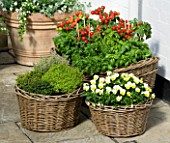 DESIGNERS SUE AYLETT AND GAY SEARCH: WICKER BASKET COTTAGE STYLE CONTAINERS IN COURTYARD PLANTED WITH YELLOW VIOLAS  HERBS AND TOMATOES. VEGETABLE
