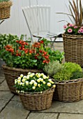 DESIGNERS SUE AYLETT AND GAY SEARCH: WICKER BASKET COTTAGE STYLE CONTAINERS IN COURTYARD PLANTED WITH YELLOW VIOLAS  HERBS AND TOMATOES. VEGETABLE. WHITE METAL CHAIR