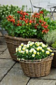 DESIGNERS SUE AYLETT AND GAY SEARCH: WICKER BASKET COTTAGE STYLE CONTAINERS IN COURTYARD PLANTED WITH YELLOW VIOLAS  HERBS AND TOMATOES. VEGETABLE